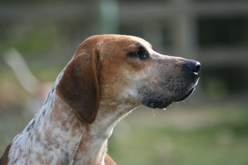 Foxhound