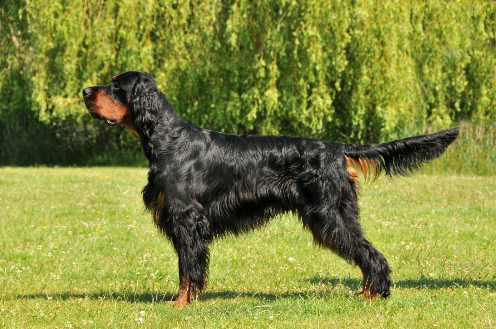 Gordon setter