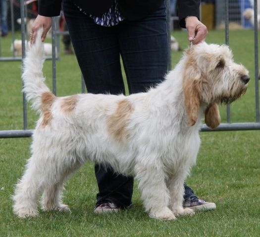 Grand Basset griffon vendéen