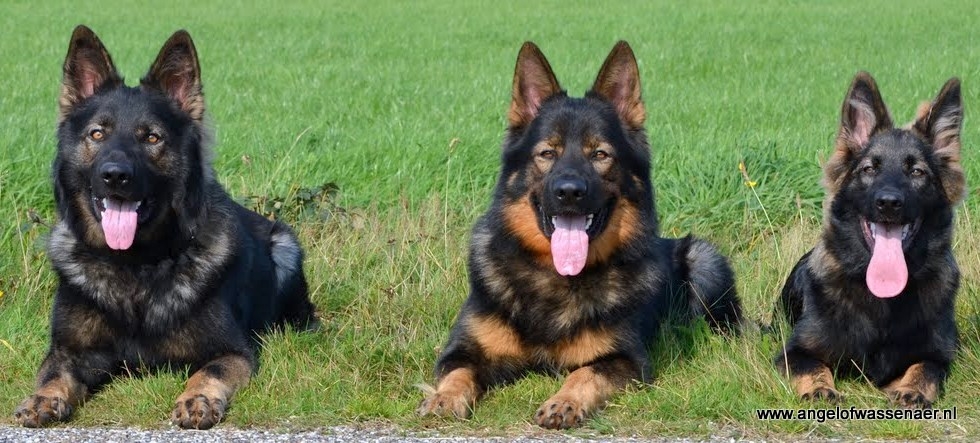 Spiksplinternieuw Oudduitse Herder | Rassen | Honden & Hondenrassen KN-58