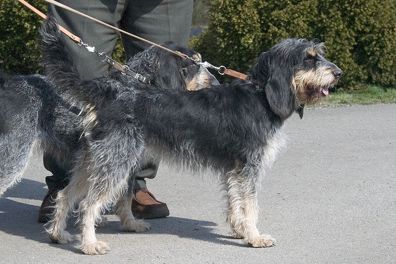 Griffon bleu de Gascogne