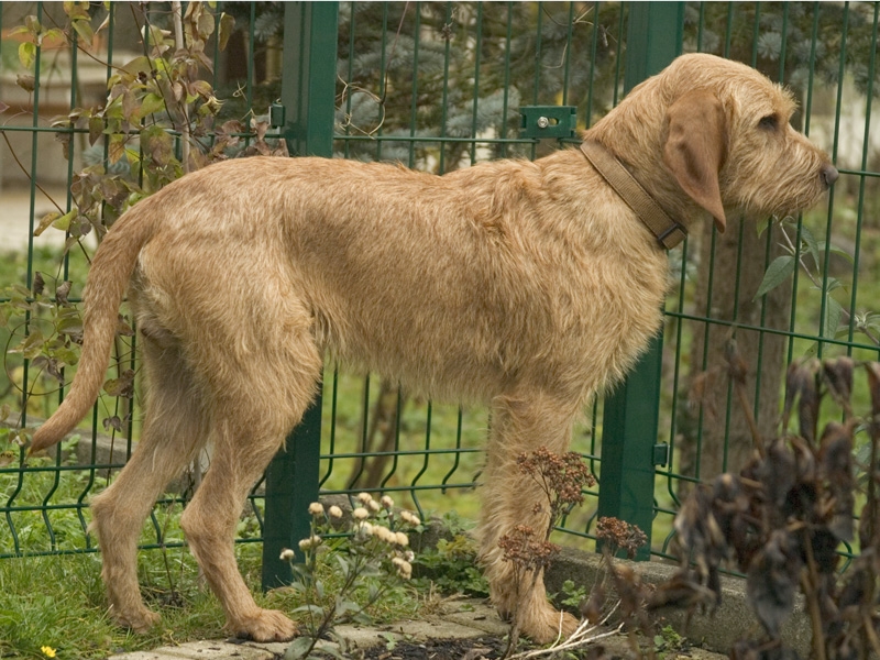 Griffon fauve de Bretagne