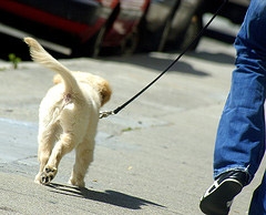 Hond de lijn laten lopen Opvoeding en gedrag | Honden & Hondenrassen