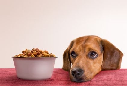 in stand houden mooi hospita Honden en eten | Opvoeding en gedrag | Honden & Hondenrassen