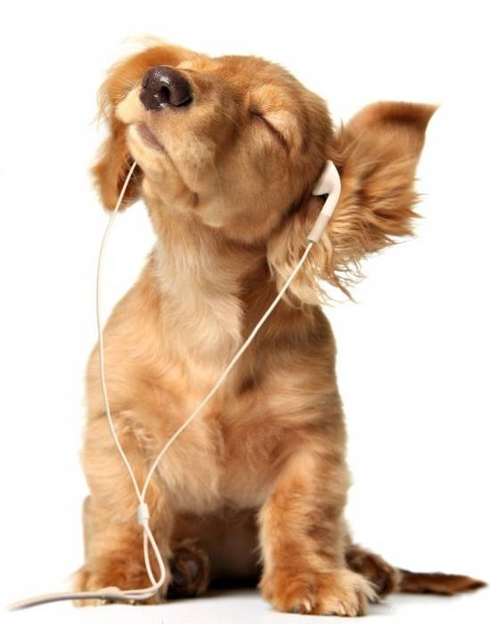 Honden en muziek