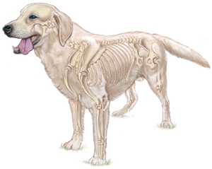Artrose bij honden