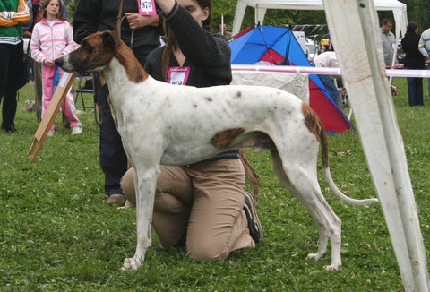 Hongaarse windhond of Magyar agár