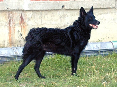 Hrvatski ovcar of Kroatische herder