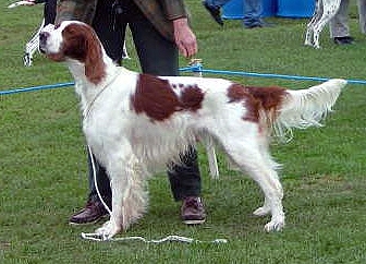 Ierse rood-witte setter