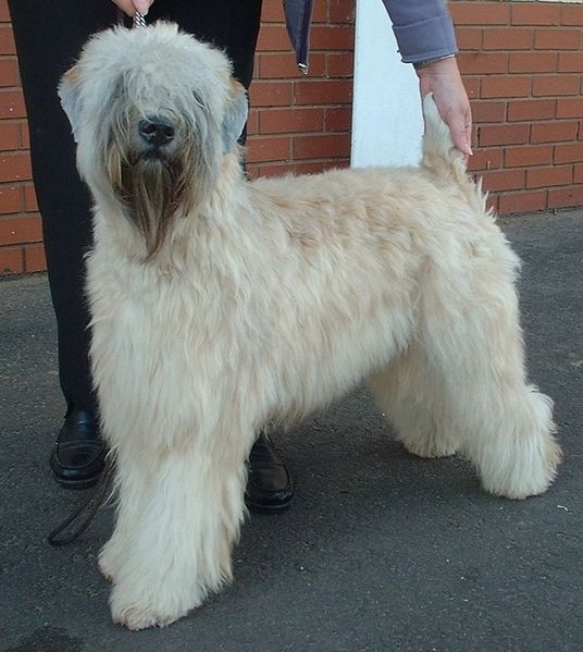 Ierse softcoated wheaten terriër