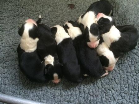 Of Shiela's Farm Bearded Collies en IJslandse honden Of Shiela's Farm Bearded Collies en IJslandse honden