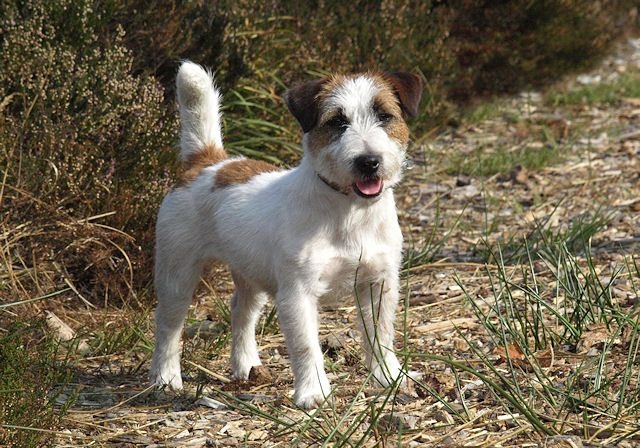 Jack russell terrier