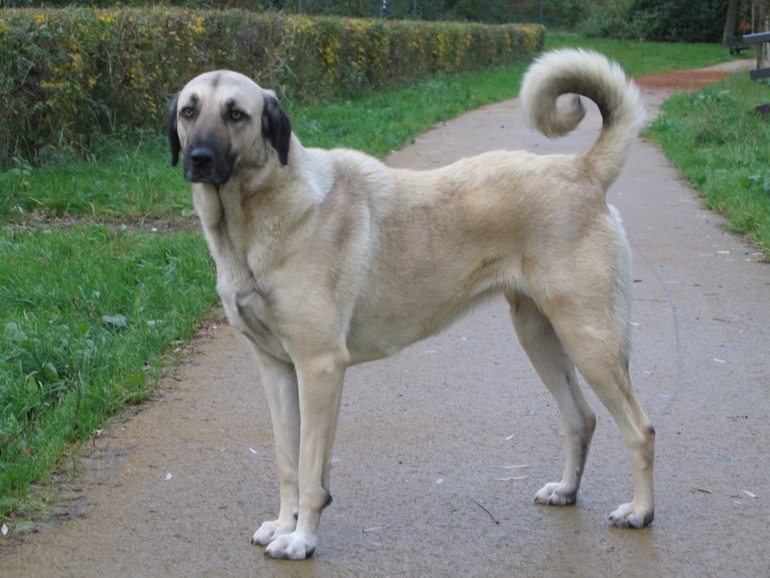 Anatolische herder of Kangal