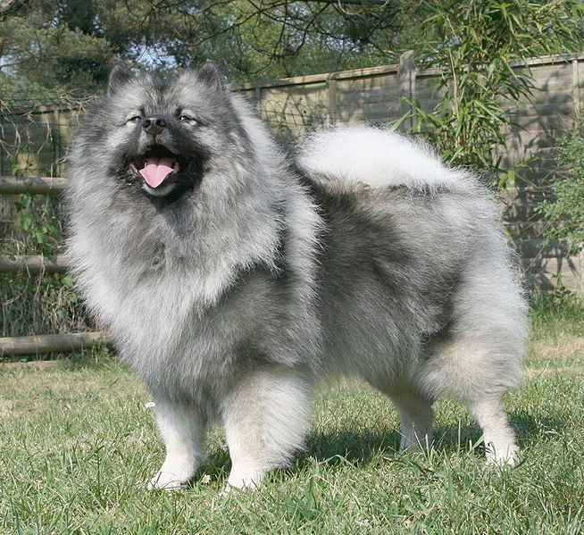 Keeshond Pomeriaan Hond