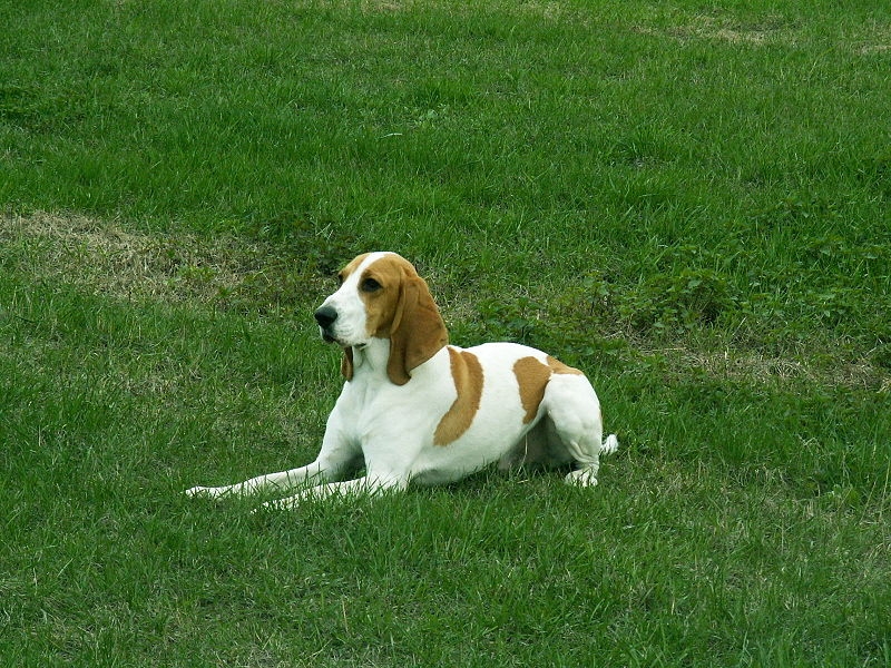 Kleine Zwitserse lopende hond