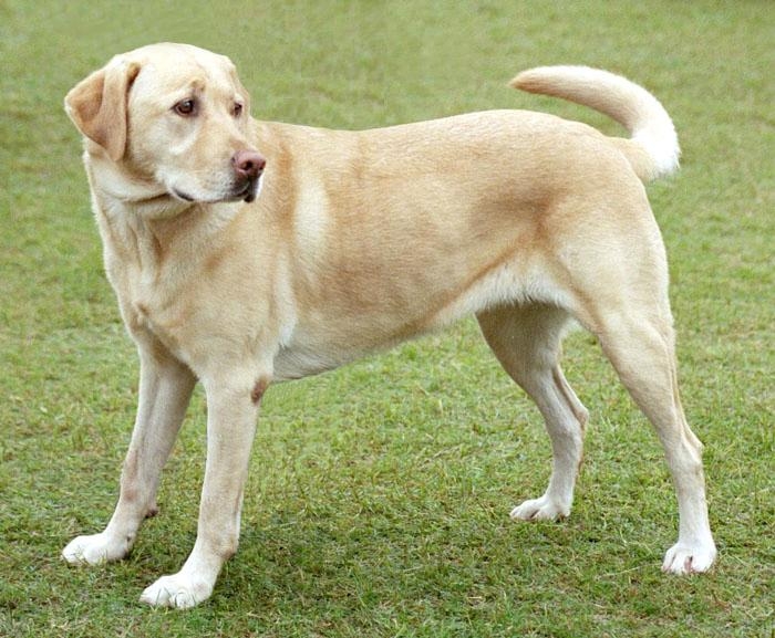 Labrador retriever