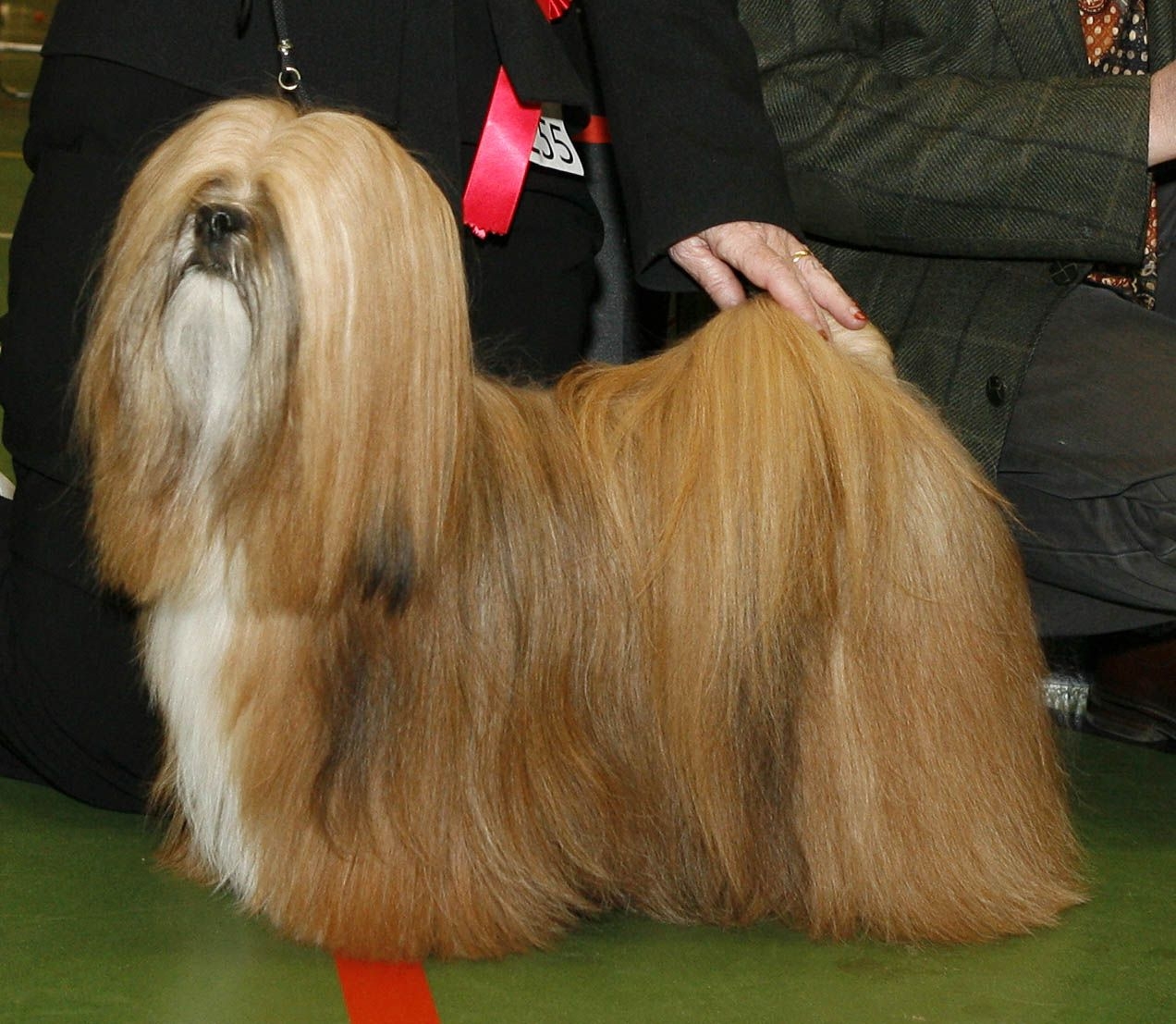 Lhasa Apso