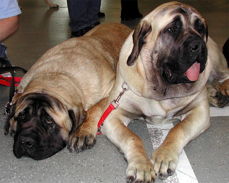 Mastiff