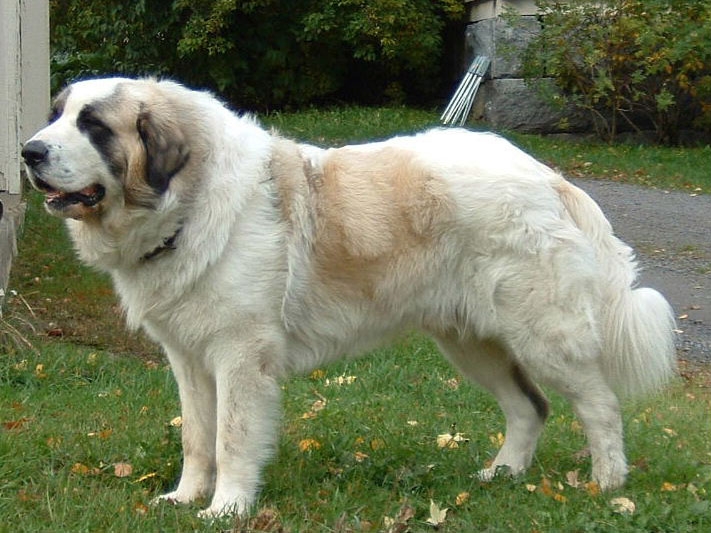 Mastín del Pirineo of Pyrenese mastiff