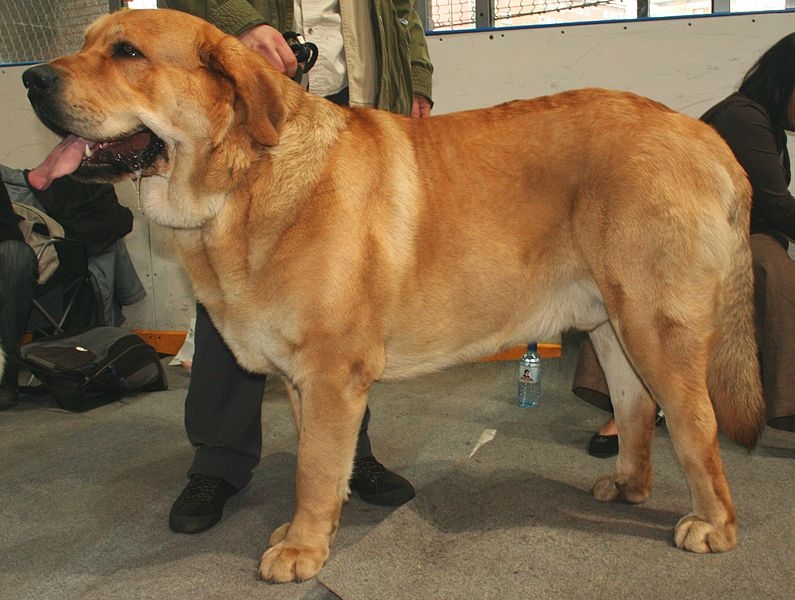 Mastín español of Spaanse mastiff