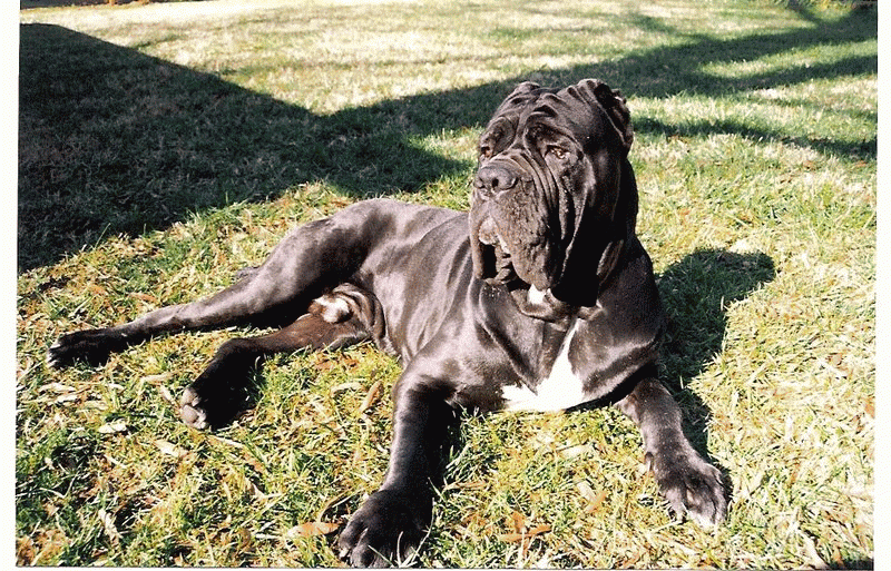 Mastino napoletano