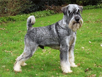 Middenslag schnauzer