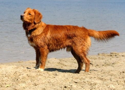 Nova Scotia duck tolling retriever of Toller