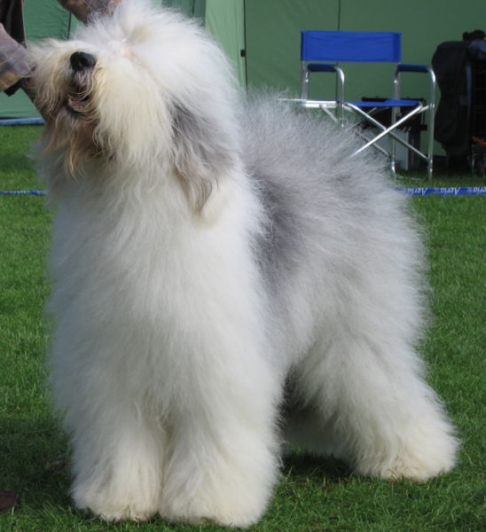 Old English sheepdog of Bobtail