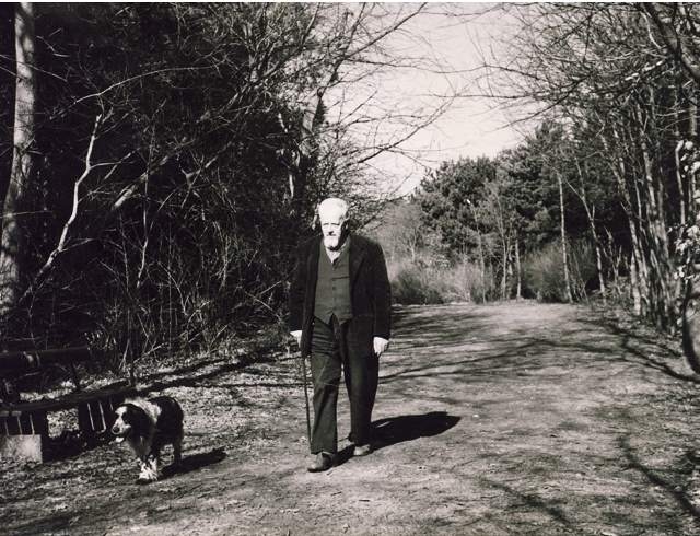 Honden in donkere duinen