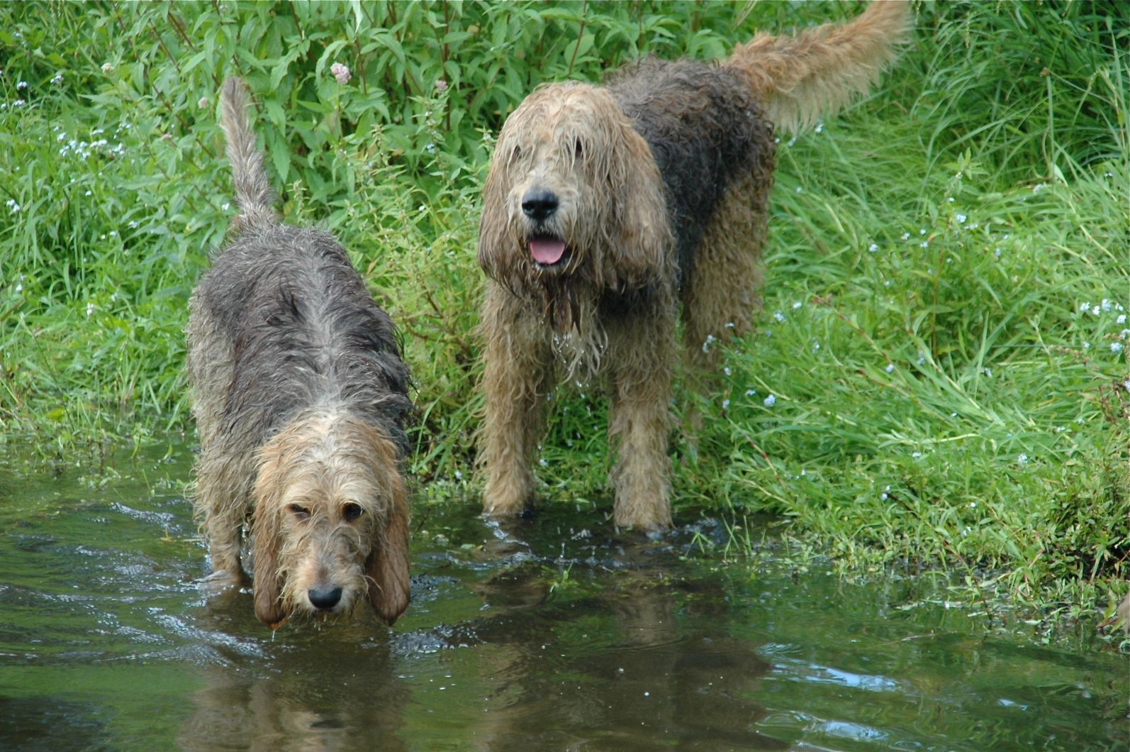 Otterhound