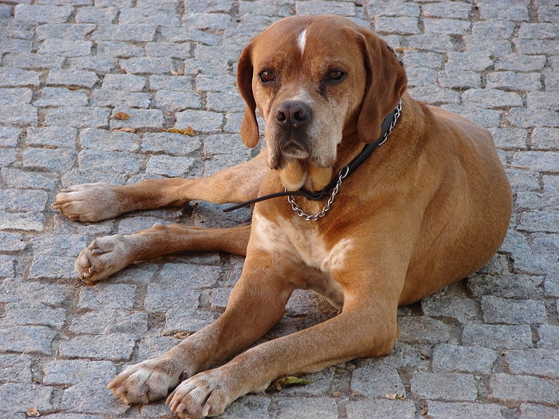 Perdigueiro português of Portugese pointer