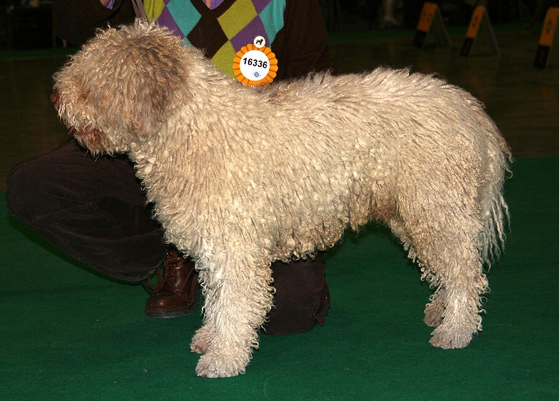 Perro de agua español of Spaanse waterhond