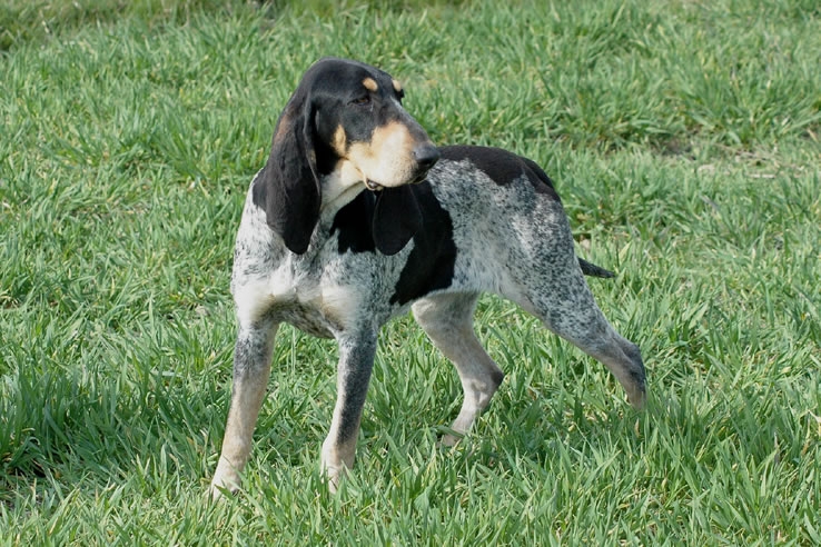 Petit bleu de Gascogne