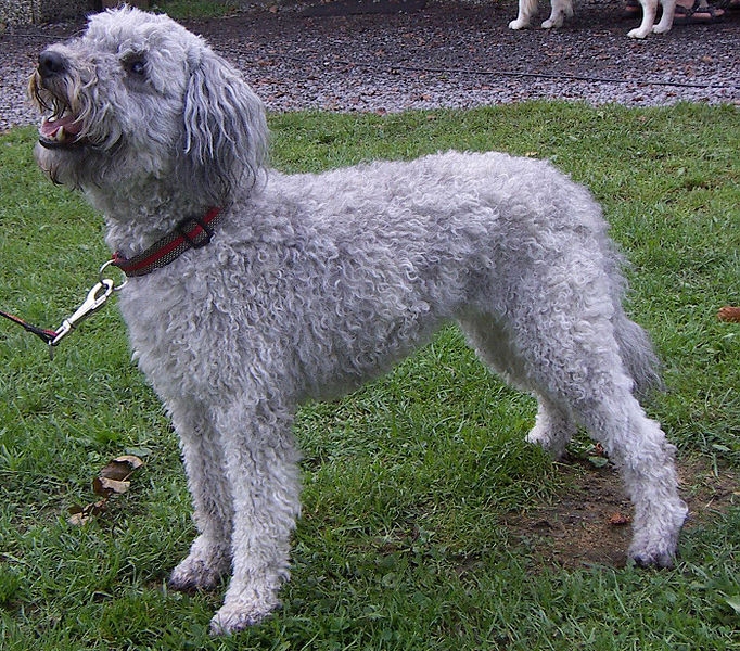 Pumi