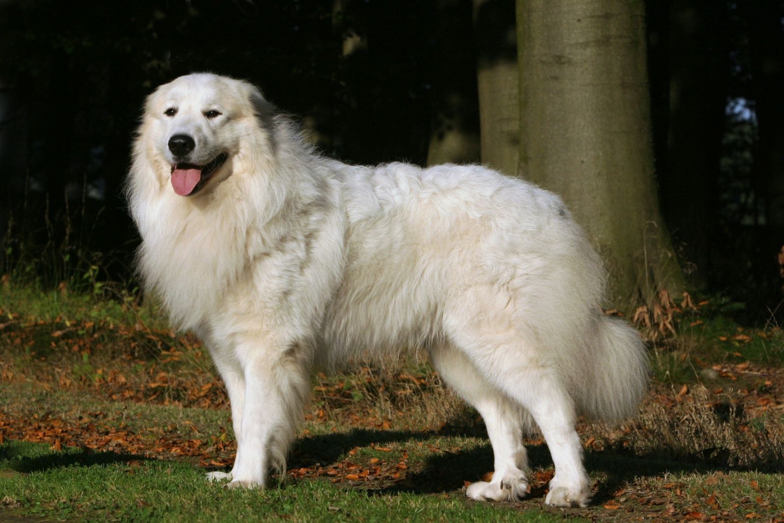 Pyreneese berghond