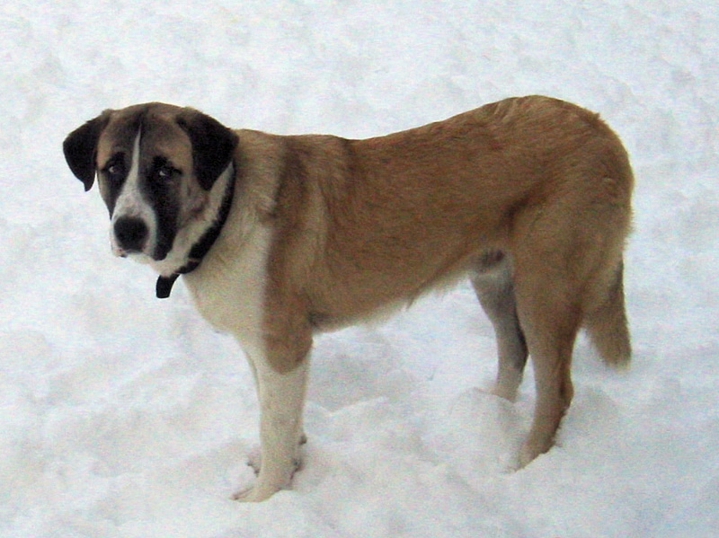 Rafeiro do Alentejo of Alentejo mastiff