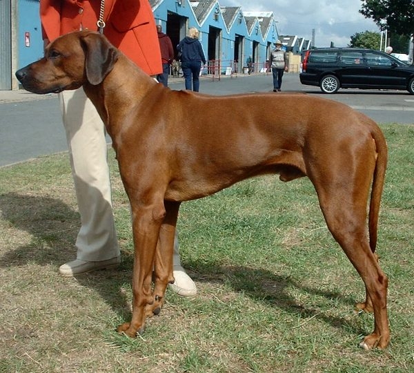 Rhodesian Ridgeback of Pronkrug