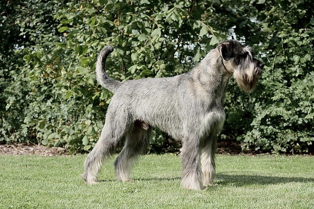 Riesenschnauzer