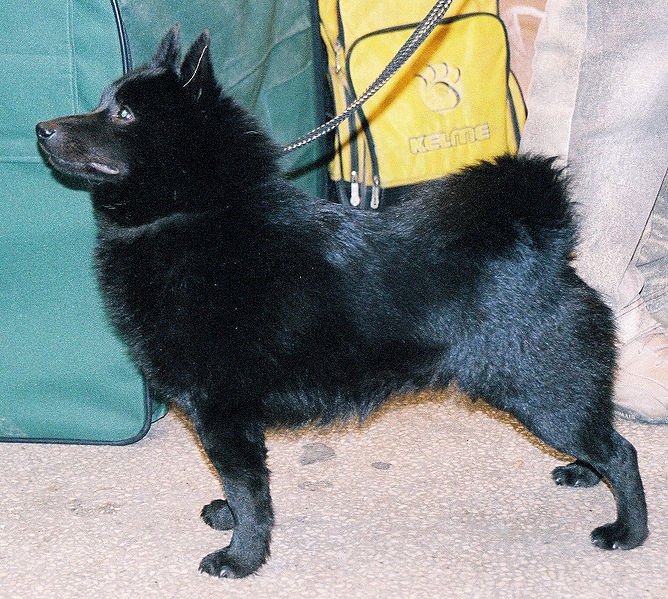 Schipperke