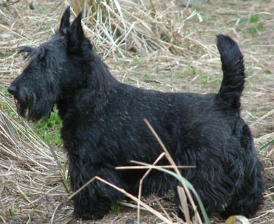 Sectie Kleine terriërs | Rassen | Honden & Hondenrassen Sectie Kleine Terriërs | Rassen | Honden & Hondenrassen