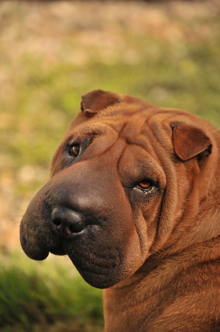 tafel Pickering strottenhoofd Shar-Pei | Rassen | Honden & Hondenrassen