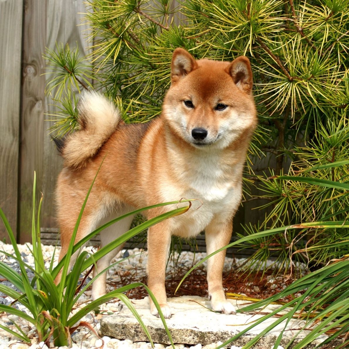 Wonderbaarlijk Shiba | Rassen | Honden & Hondenrassen JT-19