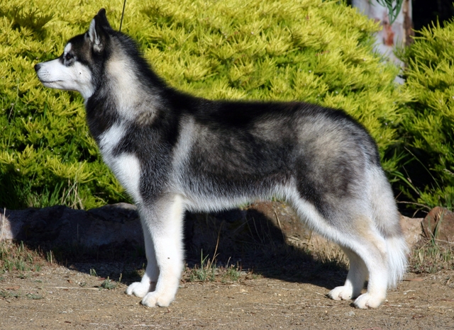 Siberische husky