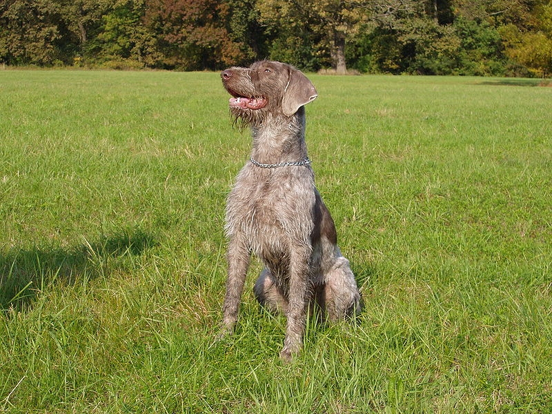 Slovensky Hrubosrsty stavac of Slowaakse staande hond