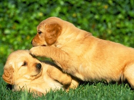 afdrijven wassen solo Honden spelen | Opvoeding en gedrag | Honden & Hondenrassen