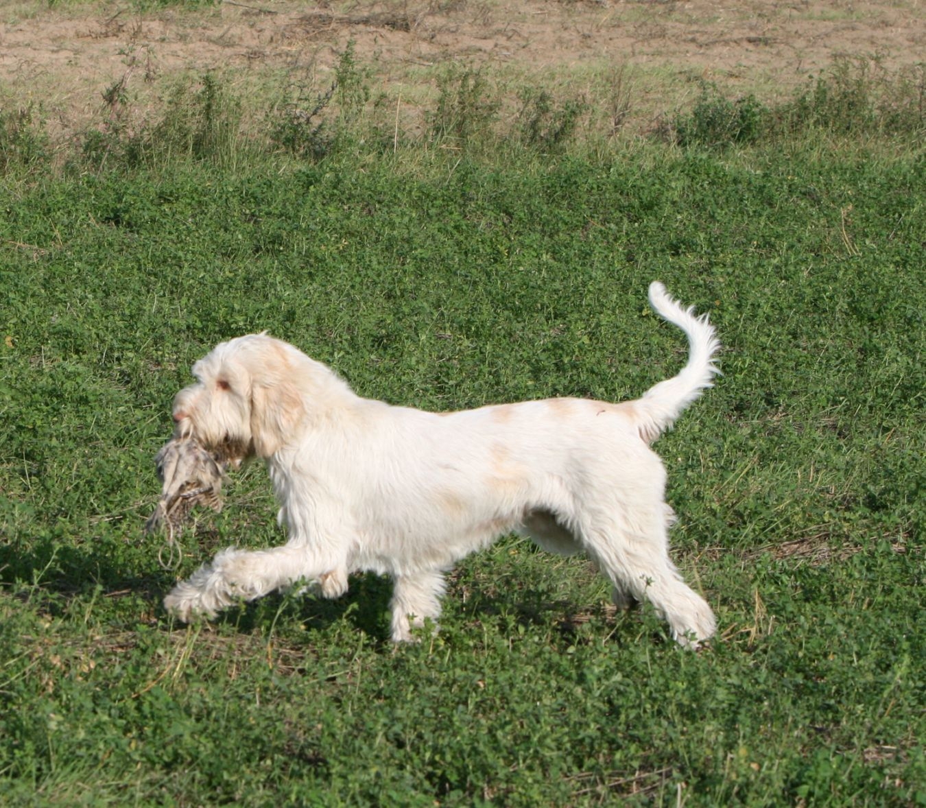 Spinone italiano