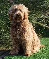 Australian Labradoodles Van de Annahoeve