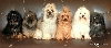 TSVET HIBIN kennel