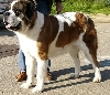Ulla vom Fugerhof NVK'10