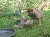Tsjecho-Slowaakse wolfhond